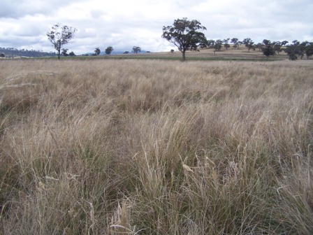 An Introduction To Crops And Pasture For Small Farms | Farmstyle Australia